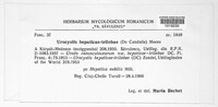 Urocystis syncocca image